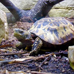 Madagascar hinge-backed tortoise