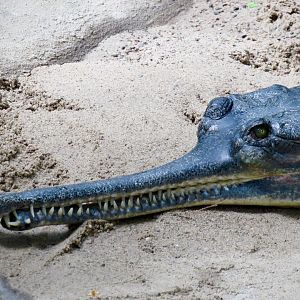 Indian gharial