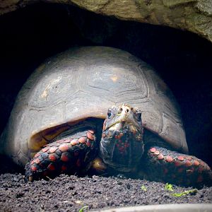 Red-footed tortoise