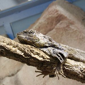 Frilled lizard