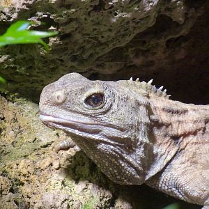 Tuatara
