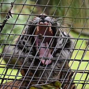 Jaya- Sumatran Tiger- 7/2025