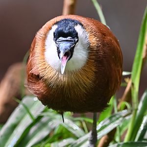 African jacana