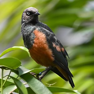 Chestnut-bellied starling