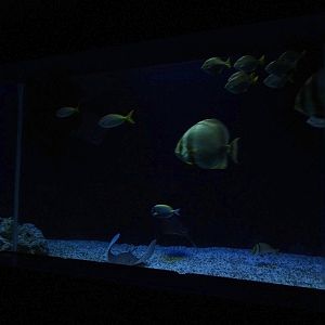 Aquarium: Ring-becken (species list in comments)