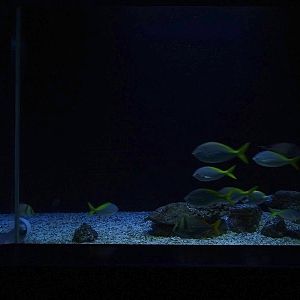 Aquarium: Ring-becken (species list in comments)