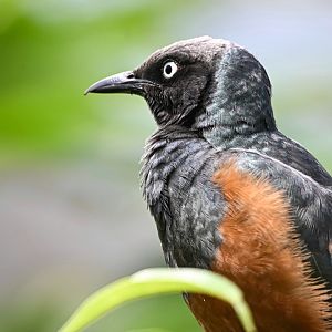 Chestnut-bellied starling