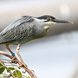 Striated heron