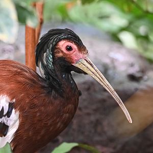 Madagascar ibis