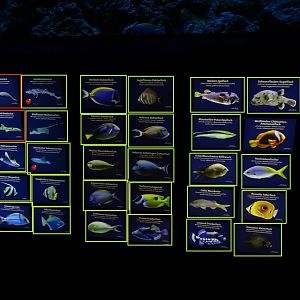 Aquarium: Ring-becken signage