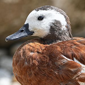 South African shelduck