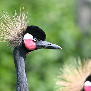 Black crowned crane