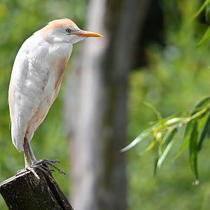 Western cattle egret