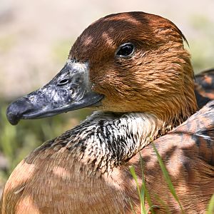 Fulvous whistling duck