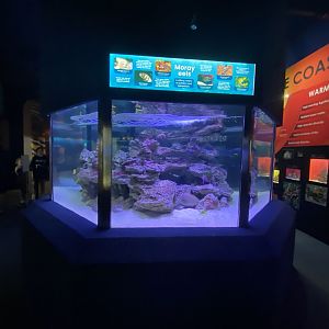 Mixed aquarium 5