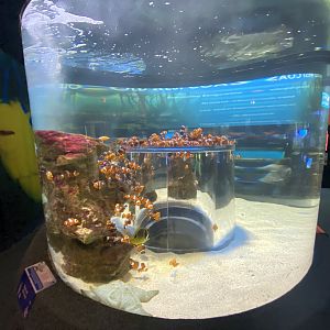 Clownfish aquarium
