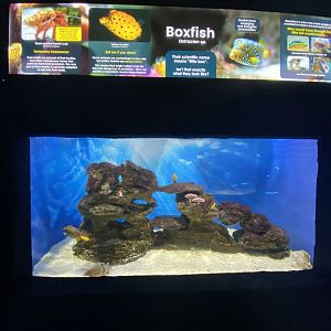 Box fish aquarium