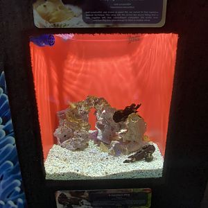 Scorpion fish aquarium