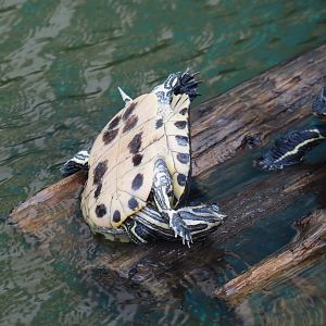 Yellow-bellied slider (Trachemys scripta scripta), 2024-09-17
