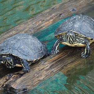 Yellow-bellied sliders (Trachemys scripta scripta), 2024-09-17