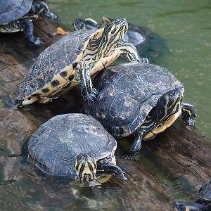 Yellow-bellied sliders (Trachemys scripta scripta), 2024-09-17