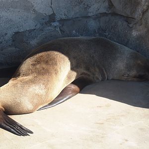 Cape fur seal (Arctocephalus pusillus pusillus), 2024-09-17