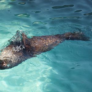 Swimming Cape fur seal (Arctocephalus pusillus pusillus), 2024-09-17