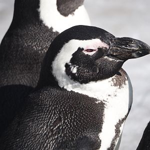 African penguin (Spheniscus demersus), 2024-09-17