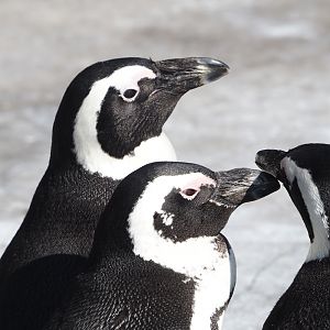 African penguins (Spheniscus demersus), 2024-09-17