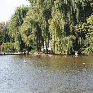 Pelican and waterfowl island in the lake, 2024-09-17