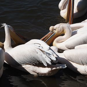Great white pelicans (Pelecanus onocrotalus), 2024-09-17