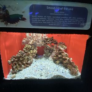 Peacock mantis shrimp aquarium
