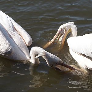 Great white pelicans (Pelecanus onocrotalus), 2024-09-17
