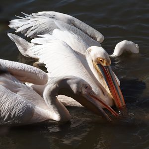 Great white pelicans (Pelecanus onocrotalus), 2024-09-17
