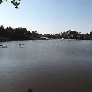View over lake with great white pelicans landing on it, 2024-09-17