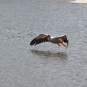 Great white pelican (Pelecanus onocrotalus) in flight above lake surface, 2024-09-17