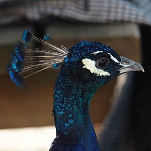 Blue peafowl (Pavo cristatus), 2024-09-17