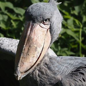 Shoebill (Balaeniceps rex), 2024-09-17