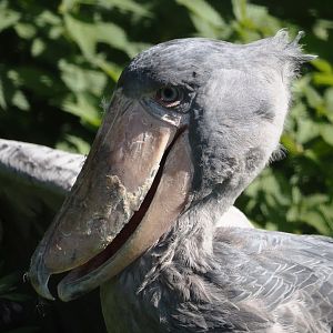 Shoebill (Balaeniceps rex), 2024-09-17
