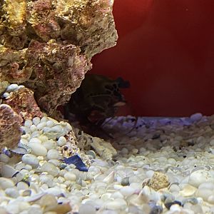 Peacock mantis shrimp