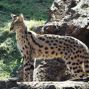 Serval (Leptailurus serval), 2024-09-17