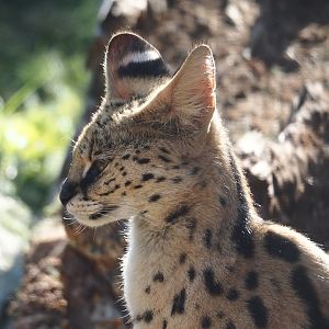 Serval (Leptailurus serval), 2024-09-17