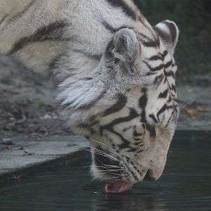White tiger drinking (Panthera tigris), 2024-09-17