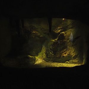Cave tetra tank, 2024-09-17