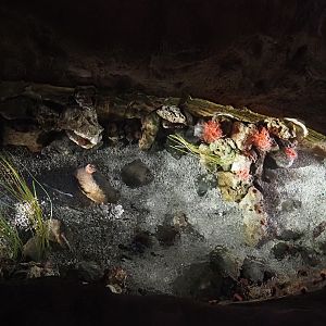 Temperate rock pool tank, 2024-09-17