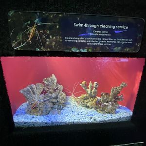 Cleaner shrimp aquarium