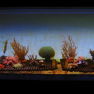 Coral growing tank, 2024-09-17
