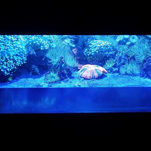 Fluorescent coral tank, 2024-09-17