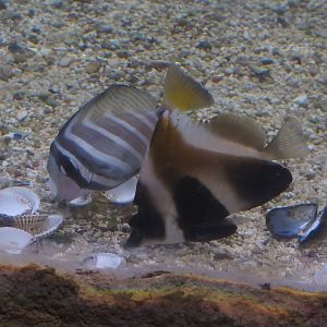 Sail-fin tang (Zebrasoma velifer) and Phantom bannerfish (Heniochus pleurotaenia), 2024-09-17