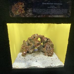 Turkey fish aquarium